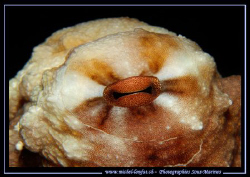 The Eye of an Octopus... by Michel Lonfat 
